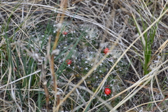 Escobaria missouriensis