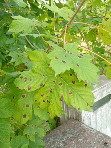 Black Tar Spot