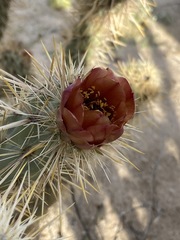 Cylindropuntia sanfelipensis
