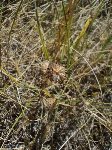 Trifolium striatum, 2026-07-03