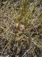 Trifolium striatum