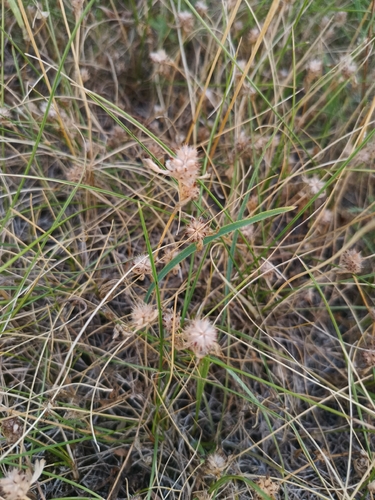 Trifolium striatum, photograph 2