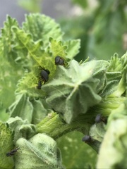 Rhopalapion longirostre