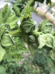 Rhopalapion longirostre