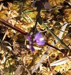 Polygala serpyllifolia