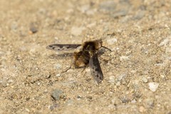 Bombylius albicapillus