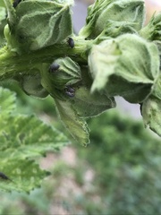 Rhopalapion longirostre