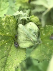 Rhopalapion longirostre