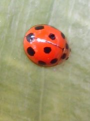Coccinellidae