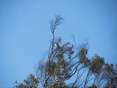 Buteo jamaicensis calurus