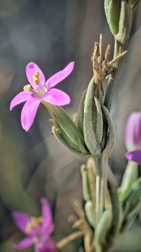 Schenkia spicata observed 2026-08-12