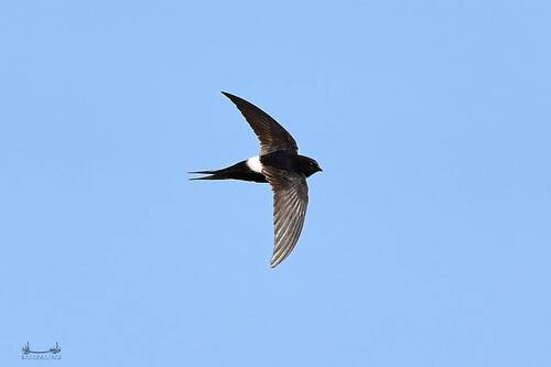 Vencejo cafre (Apus caffer)