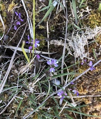 Polygala serpyllifolia