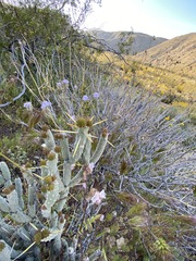 Cylindropuntia tesajo