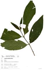 Vangueria esculenta