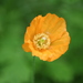 Welsh Poppy - Photo (c) Maurice Maynard, some rights reserved (CC BY-NC), uploaded by Maurice Maynard