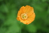 Welsh Poppy - Photo (c) Maurice Maynard, some rights reserved (CC BY-NC), uploaded by Maurice Maynard