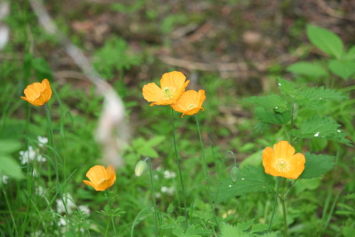 Welsh Poppy