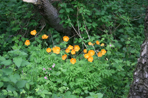 Welsh Poppy