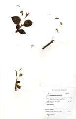 Strophanthus kombe