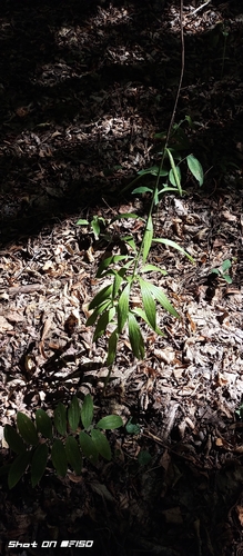 Martagon Lily