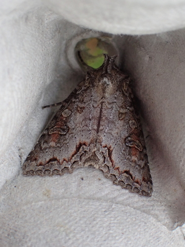 Purple Arches Moth photo 3