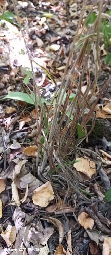 Lesser Hairy-brome