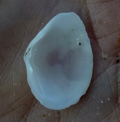 Cumingia californica