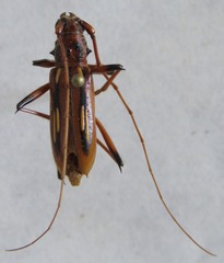 Eburodacrys sticticollis