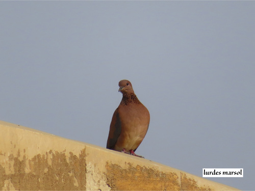Laughing Dove