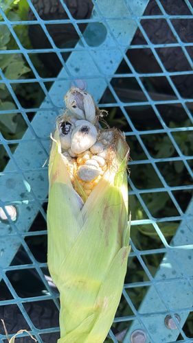 Corn Smut