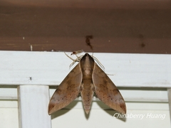 Acosmerycoides harterti