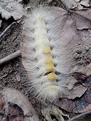 Lepidoptera