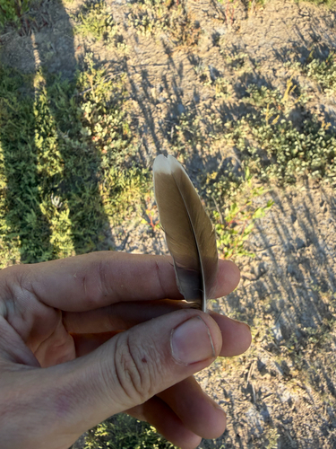 Plume de Alouette calandre