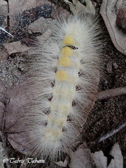 Lepidoptera