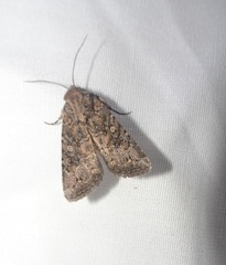 Protorthodes alfkenii