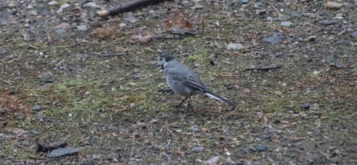 White Wagtail