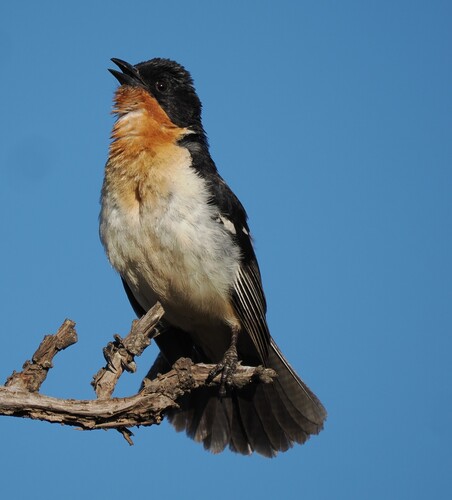 White-rumped Tanager