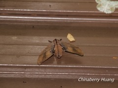 Marumba cristata bukaiana