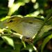 Yellow-throated Woodland-Warbler - Photo (c) Alan Manson, some rights reserved (CC BY-SA)