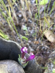 Castilleja exserta