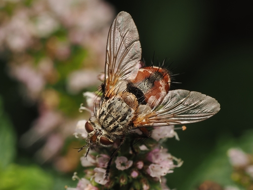 Heath Small-palp