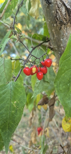 bittersweet nightshade