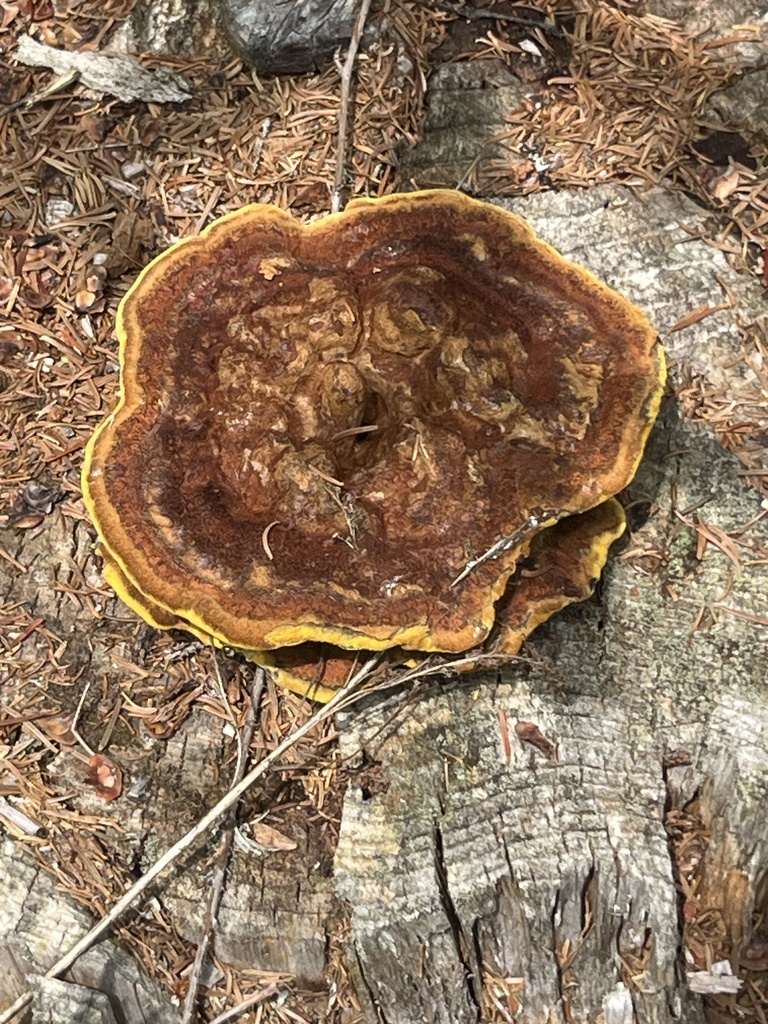 Phaeolus hispidoides · August 2026 · photo: Photo: (c) Sheila Furlong, some rights reserved (CC BY-SA) · iNaturalist