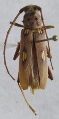 Pantomallus fuligineus