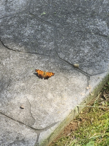 Eastern Comma