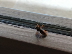 Rhodanthidium sticticum