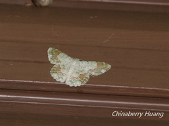 Pingasa ruginaria pacifica