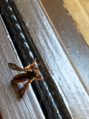 Rhodanthidium sticticum