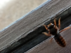 Rhodanthidium sticticum